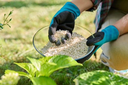 Preview: Close-up of hands with mineral fertilizers in garden on flower bed with green bushes