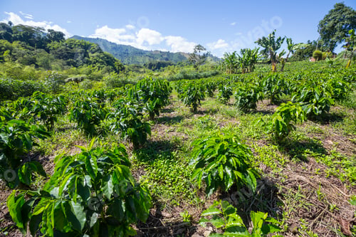 Preview: Coffee plantation