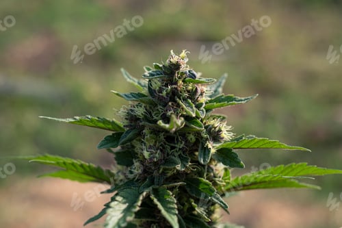 Preview: Blue Dream cannabis breed marijuana growing a blur background