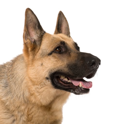 Preview: Close-up of German Shepherd, 9 years old, in front of white background