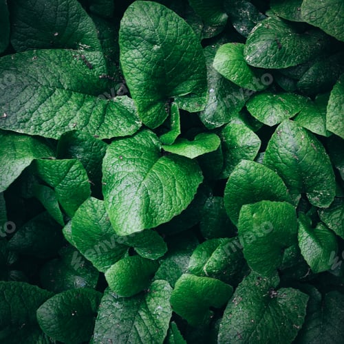 Preview: abstract green leaf