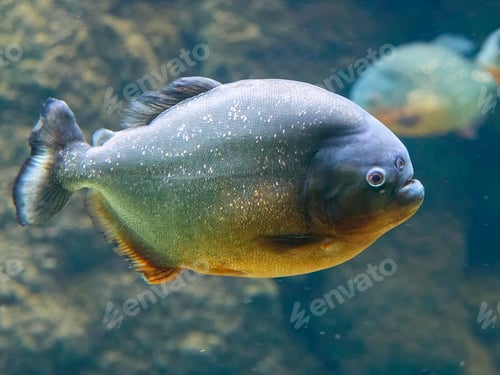 Preview: Red piranha (Pygocentrus nattereri)