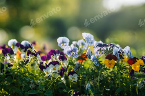 Preview: Colorful Pansy flowers blooming in garden with sunlight.