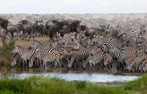 Preview: Zebras drinking at the Serengeti National Park, Tanzania, Africa