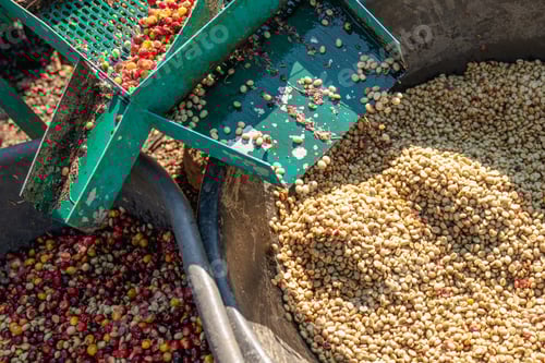 Preview: Farmer using a coffee cherry pulping machine to process beans.