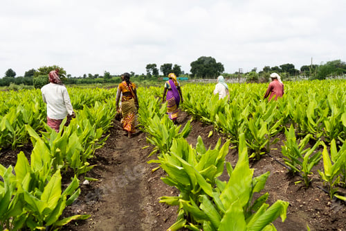 Preview: Indian farmer working at green turmeric agriculture field.