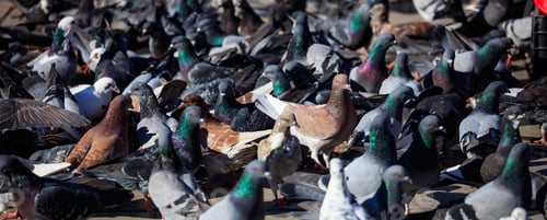 Preview: Domestic pigeons, doves are standing or eating in the middle of a street. Close up view with details