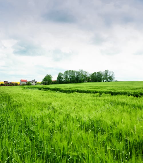 Preview: Rye green field and cloudy sky after a thunderstorm