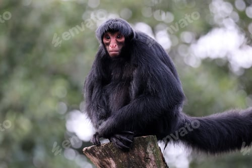 Preview: The red-faced spider monkey (Ateles paniscus) monkey close up