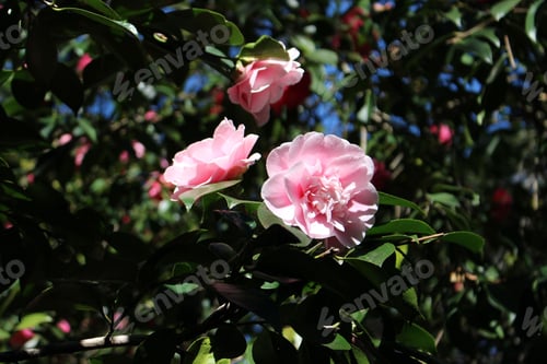 Preview: Closeup shot of blooming pink Camellia flowers in blurred background
