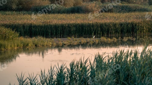 Preview: Wild Vegetation and River