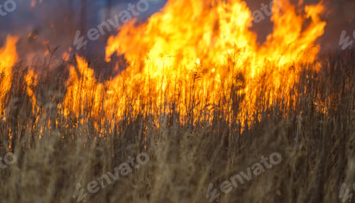 Preview: Wildfire in the Field