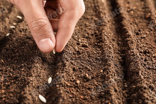 Preview: Farmer planting seeds into fertile soil, closeup with space for text. Gardening time