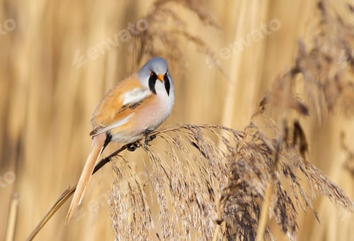 Preview: Bearded reedling, Panurus biarmicus. A bird sits on a reed stalk on a riverbank