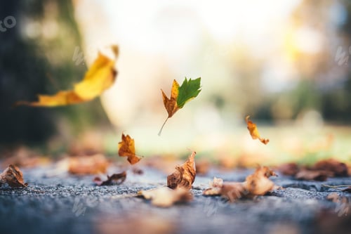 Preview: leaves, autumn, fall leaf, colours, overlay
