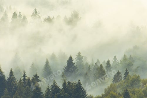 Preview: Wallpaper with mystical foggy forest