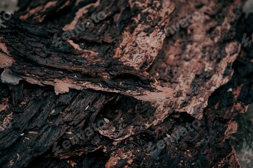 Preview: Dark organic texture of pine bark