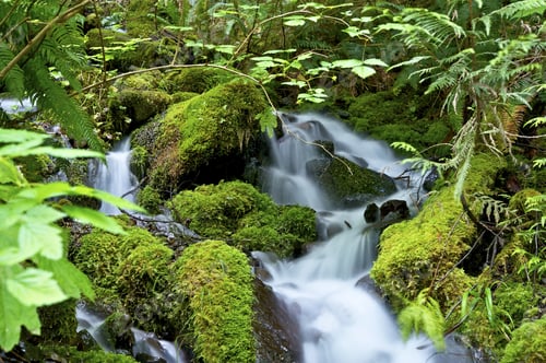 Preview: Green Nature