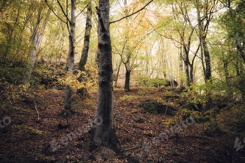 Preview: woods landscape with colorful foliage in autumn