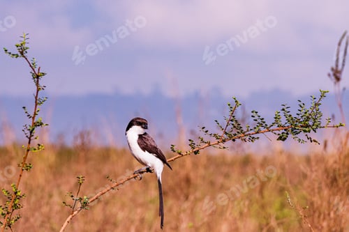 Preview: Bird Wild Animals Flight Kenya East Africa Wildlife Prey Hunter