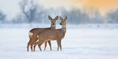 Preview: Two young roe deer standing on snow in wintertime with copy space