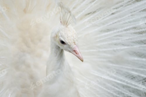 Preview: Portrait of a white peacock