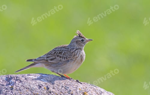 Preview: The Eurasian skylark - Alauda arvensis is a passerine bird in the lark family, Alaudidae