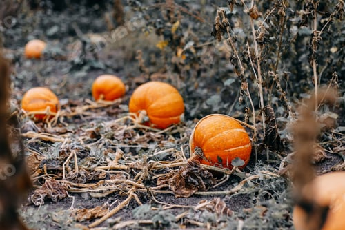 Preview: Ripe orange pumpkins with vine at the field in autumn