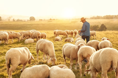 Preview: Mature couple working on the farm