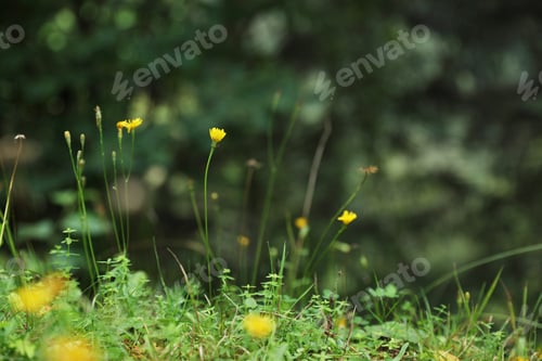 Preview: Green meadow with blooming wild flowers, closeup