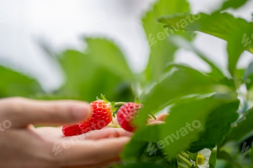 Preview: armer carefully examines ripe strawberries in a controlled greenhouse