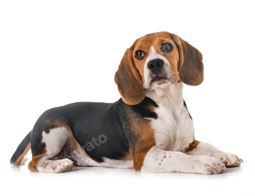 Preview: puppy beagle in studio