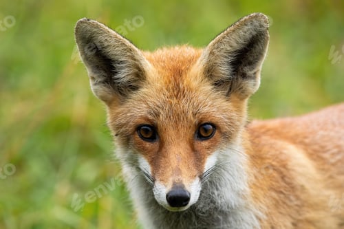 Preview: Curious red fox looking to camera with big eyes in summer