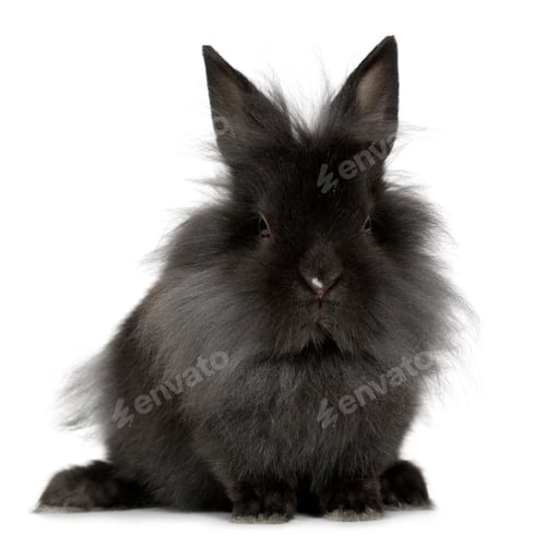 Preview: Rabbit