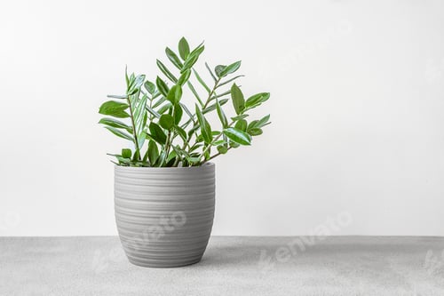 Preview: Zamioculcas, or zamiifolia zz plant in a gray ceramic pot