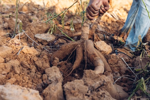 Preview: Cassava in hand, tapioca in farmer hand in harvest season
