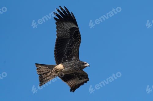 Preview: Majestic bald eagle soars through a bright blue sky with wings fully extended