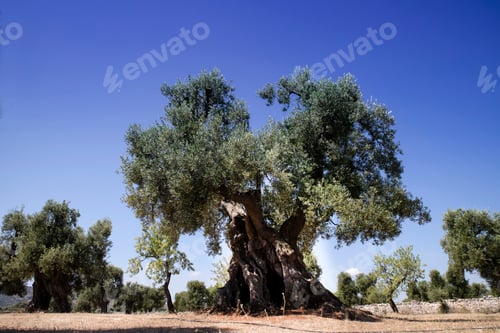 Preview: Secular Olives of Italy