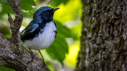 Preview: Closeup of a Black Throated Blue Warbler on a tree branch during spring migration at Magee Marsh