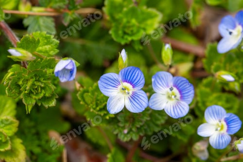 Preview: Wild plant; scientific name; Veronica persica