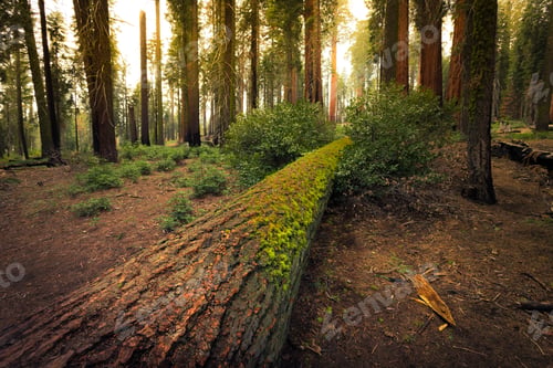 Preview: Fallen Giant Sequoia, Sequoia National Park, California