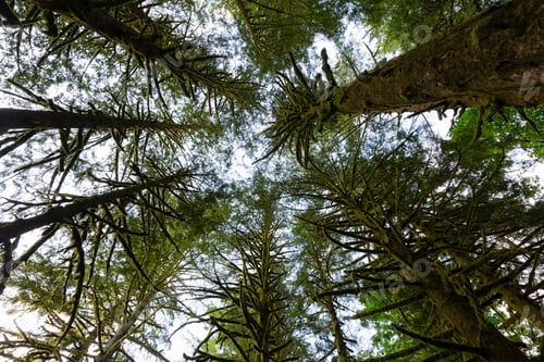 Preview: Green trees coved in moss during a vibrant summer day