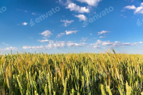 Preview: Countryside landscape, blue sky over the field