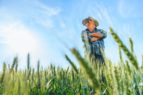 Preview: From below of mature male worker in hat standing in agricultural field