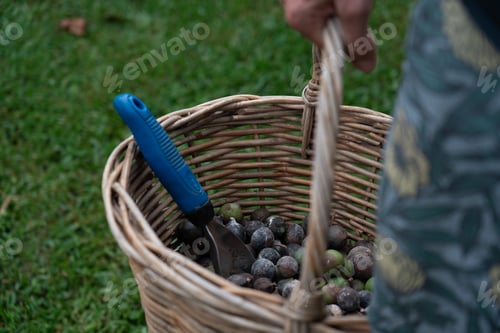 Preview: Macadamia Nuts