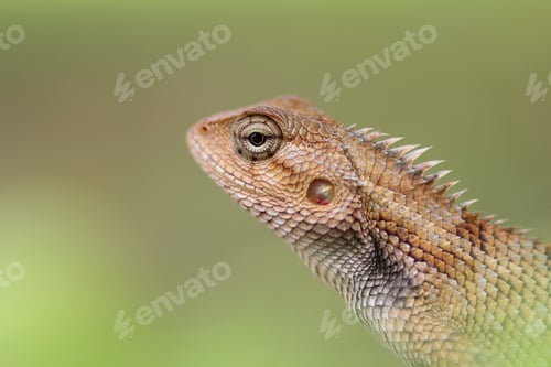 Preview: head lizard
