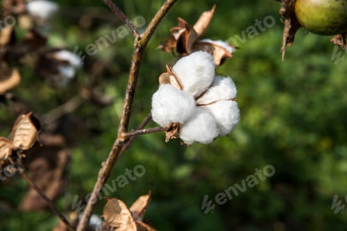 Preview: Closed up cotton blossom ready for harvesting,cotton tree