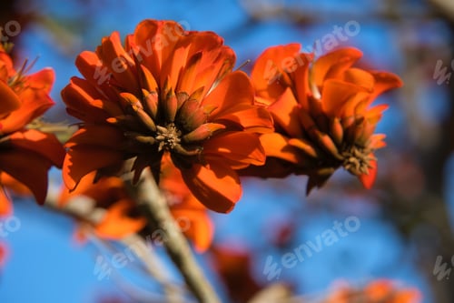 Preview: Indian Coral Tree. Erythrina variegata.