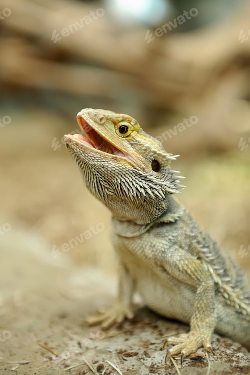 Preview: Bearded Dragon Lizard