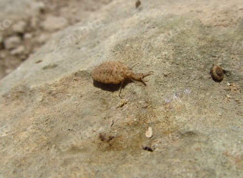 Preview: Closeup shot of an Ant lion insect in Malta